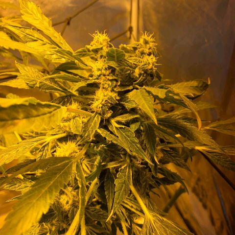 Pineapple growlog timeline photo