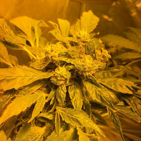 Pineapple growlog timeline photo