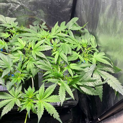 Auto Pineapple Candy growlog timeline photo