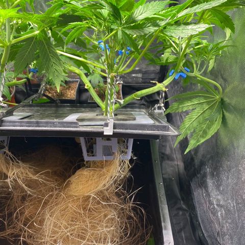 Auto Pineapple Candy growlog timeline photo