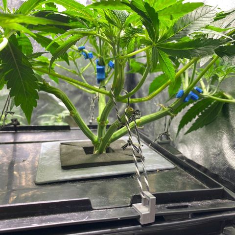 Auto Pineapple Candy growlog timeline photo