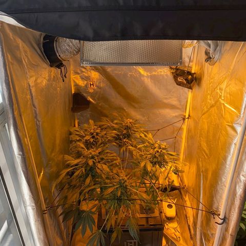 Pineapple growlog timeline photo
