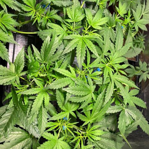 Auto Pineapple Candy growlog timeline photo
