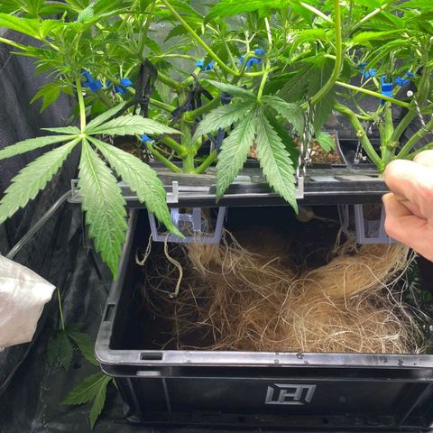 Auto Purple Candy growlog timeline photo