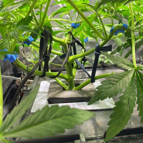Auto Purple Candy growlog timeline photo