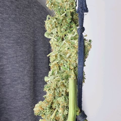 Pineapple growlog timeline photo