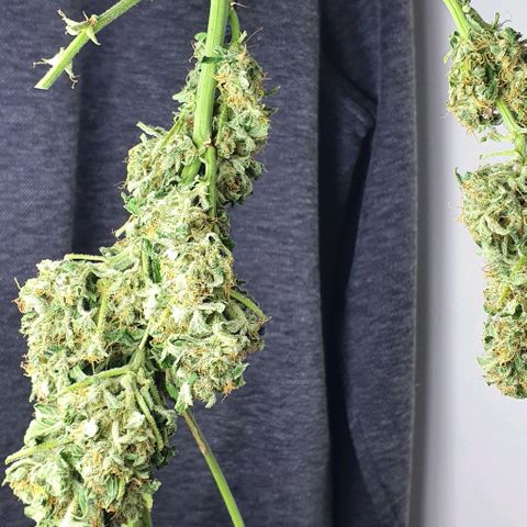 Pineapple growlog timeline photo