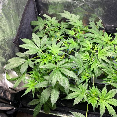 Auto Purple Candy growlog timeline photo