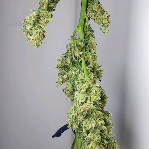 Pineapple growlog timeline photo