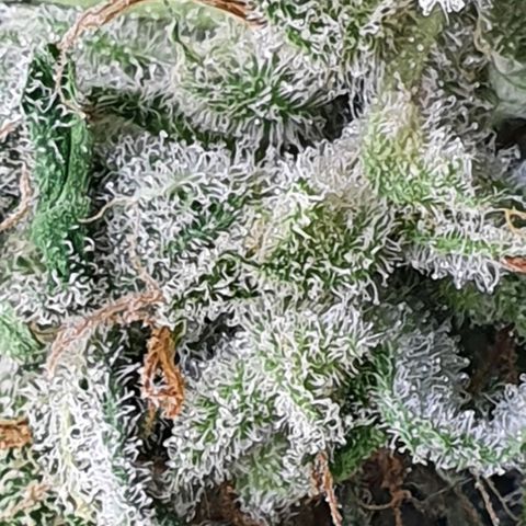 Pineapple growlog timeline photo