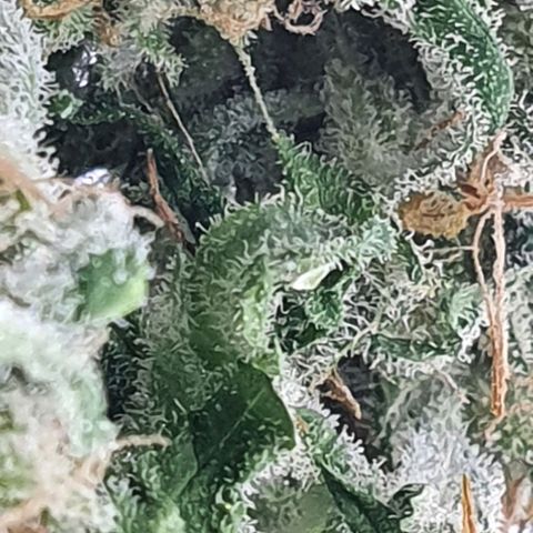 Pineapple growlog timeline photo