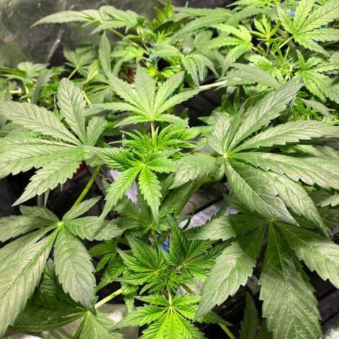 Auto Purple Candy growlog timeline photo