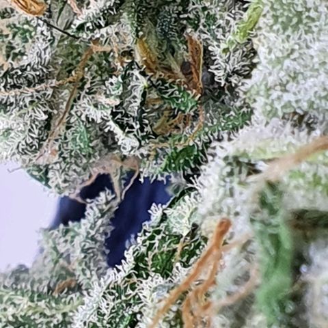 Pineapple growlog timeline photo