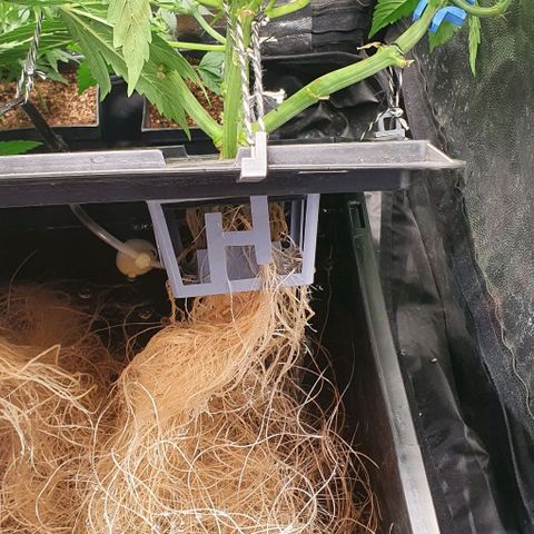Auto Pineapple Candy growlog timeline photo