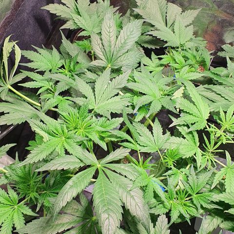 Auto Purple Candy growlog timeline photo