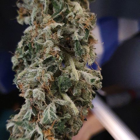 Pineapple growlog timeline photo