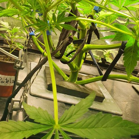 Auto Purple Candy growlog timeline photo