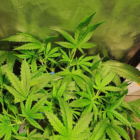 Auto Pineapple Candy growlog timeline photo