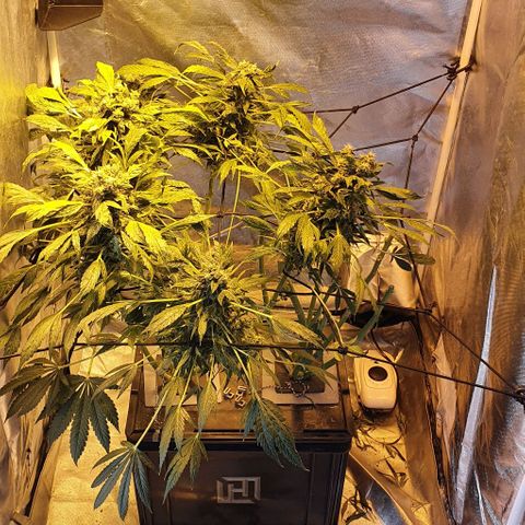 Pineapple growlog timeline photo