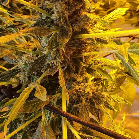 Pineapple growlog timeline photo