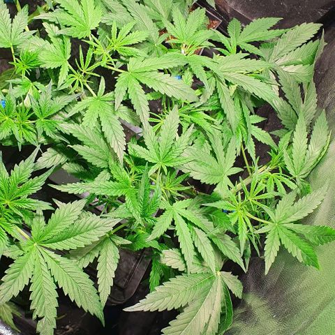 Auto Pineapple Candy growlog timeline photo