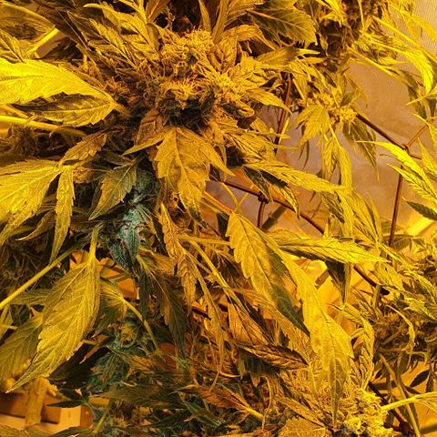 Pineapple growlog timeline photo