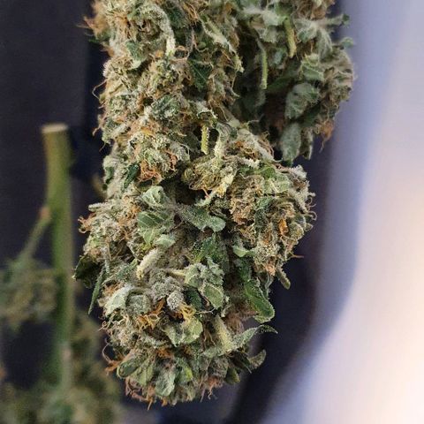 Pineapple growlog timeline photo
