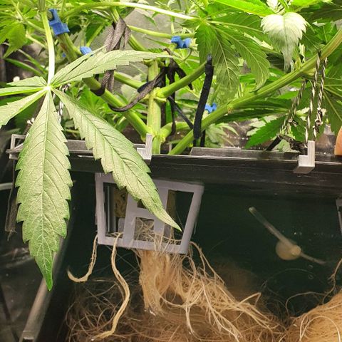 Auto Purple Candy growlog timeline photo