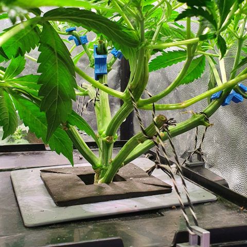 Auto Pineapple Candy growlog timeline photo
