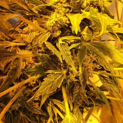 Pineapple growlog timeline photo