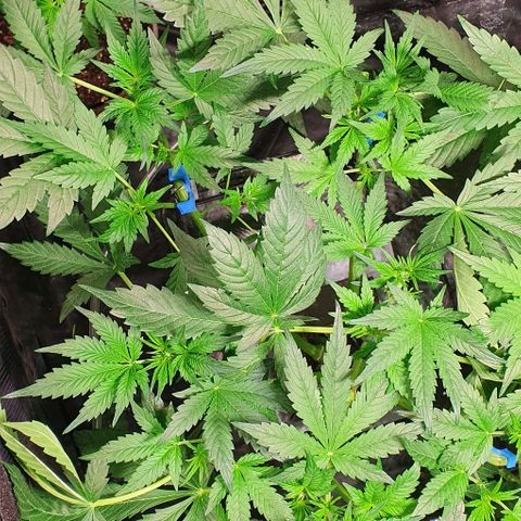 Auto Purple Candy growlog timeline photo