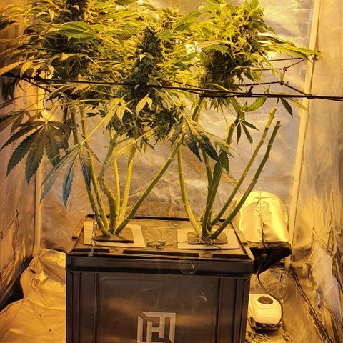 Pineapple growlog timeline photo