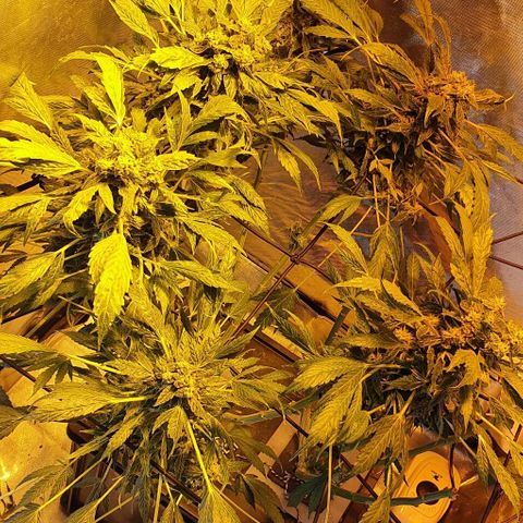 Pineapple growlog timeline photo