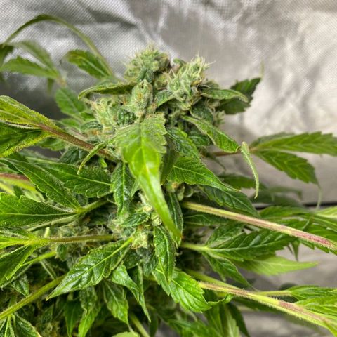 Pineapple growlog timeline photo