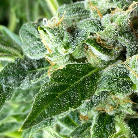 Pineapple growlog timeline photo