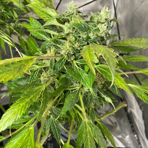 Pineapple growlog timeline photo