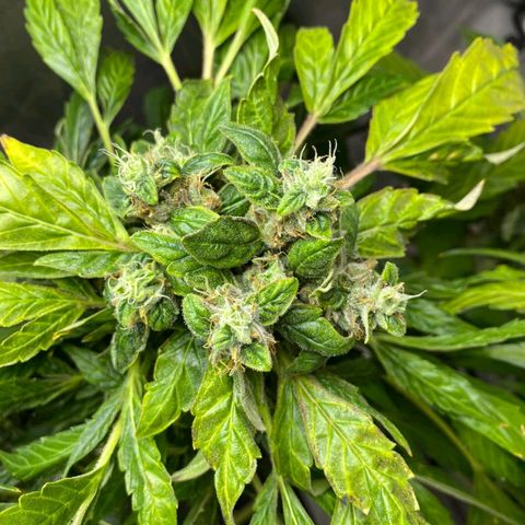 Pineapple growlog timeline photo
