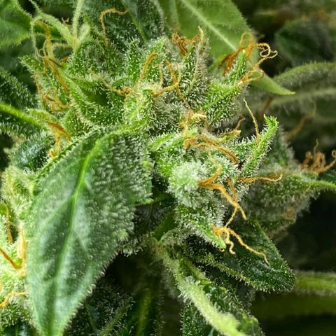 Pineapple growlog timeline photo