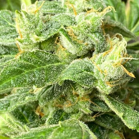 Pineapple growlog timeline photo
