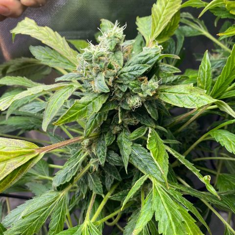 Pineapple growlog timeline photo