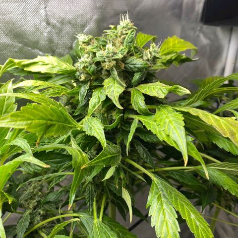 Pineapple growlog timeline photo