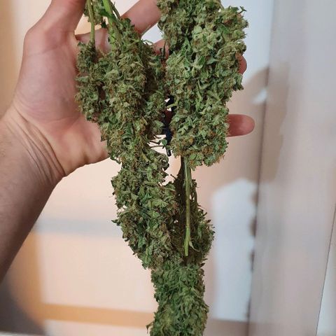 Pineapple growlog timeline photo
