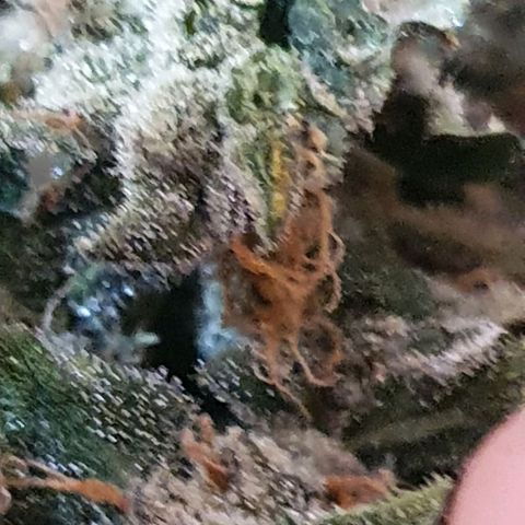 Pineapple growlog timeline photo