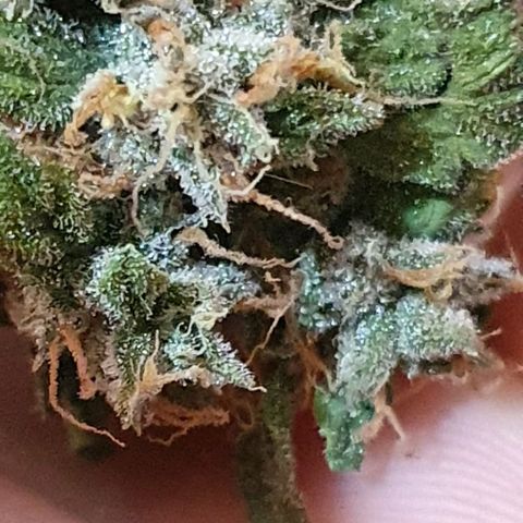 Pineapple growlog timeline photo