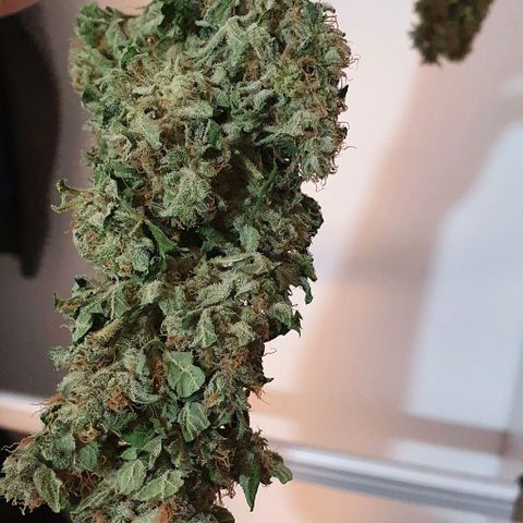 Pineapple growlog timeline photo