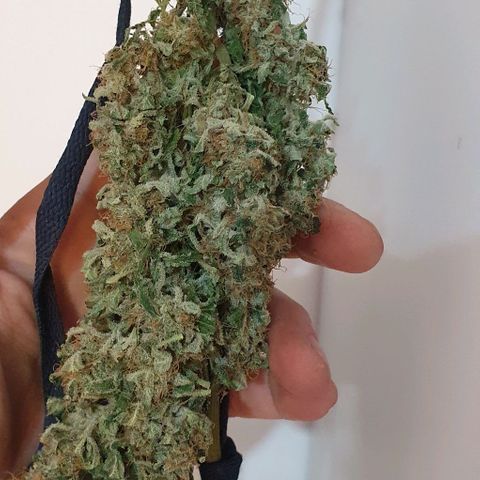 Pineapple growlog timeline photo