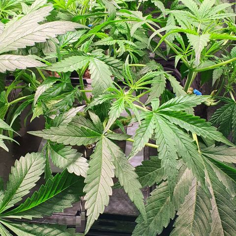 Auto Pineapple Candy growlog timeline photo