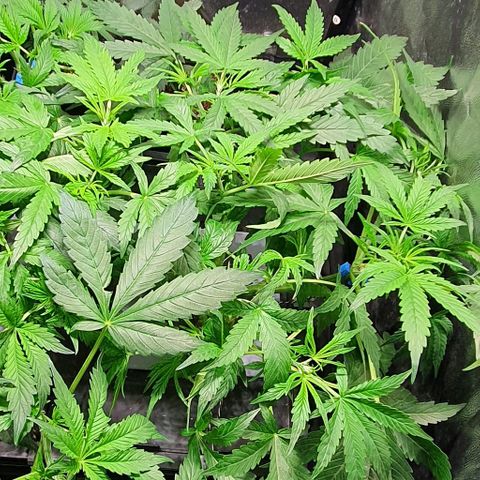 Auto Pineapple Candy growlog timeline photo