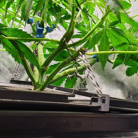 Auto Pineapple Candy growlog timeline photo