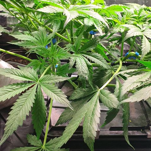 Auto Purple Candy growlog timeline photo
